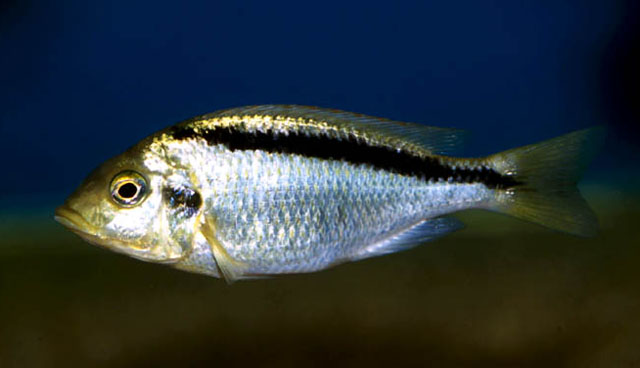 Mylochromis melanonotus