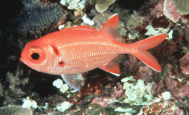 Myripristis pralinia