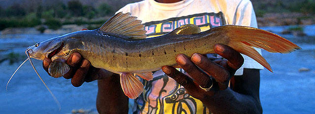 Hemibagrus punctatus