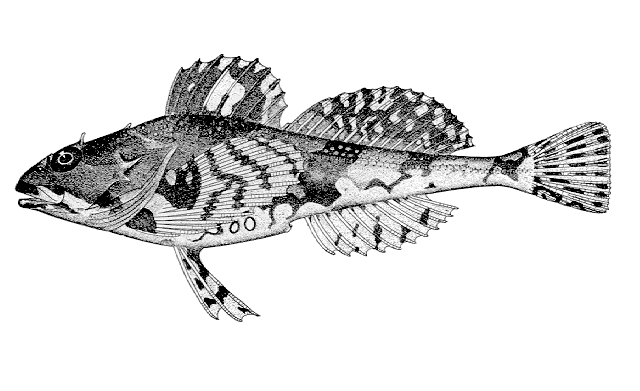 Myoxocephalus scorpioides