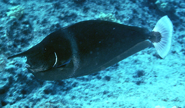 Naso brevirostris