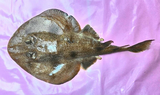 Narcine brevilabiata