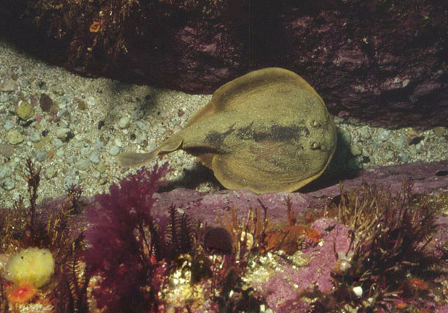 Narke capensis
