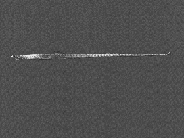 Nannocampus elegans