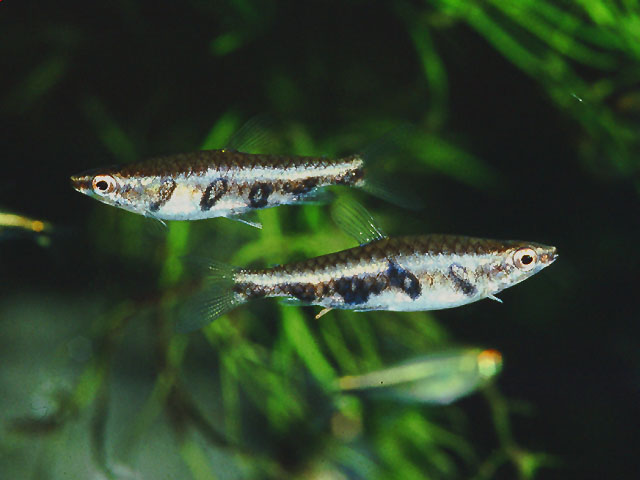 Nannostomus espei