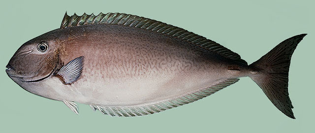 Nalop_u3.jpg