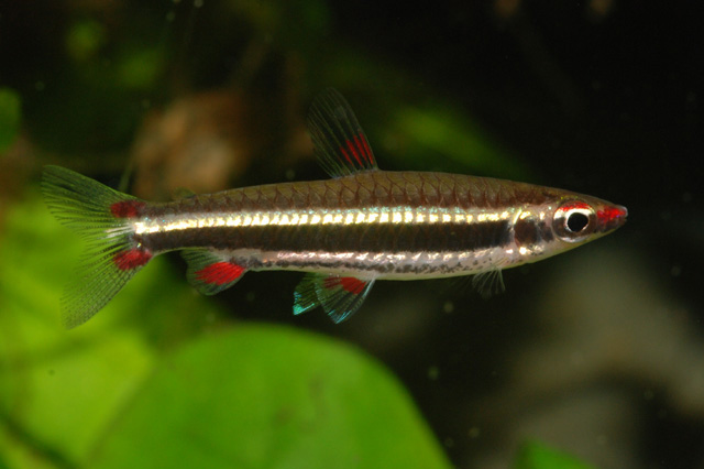 Nannostomus nigrotaeniatus