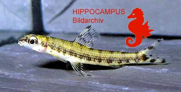 Nannocharax occidentalis