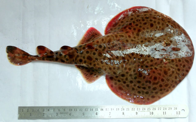 Narcine prodorsalis