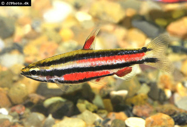 Nannostomus rubrocaudatus