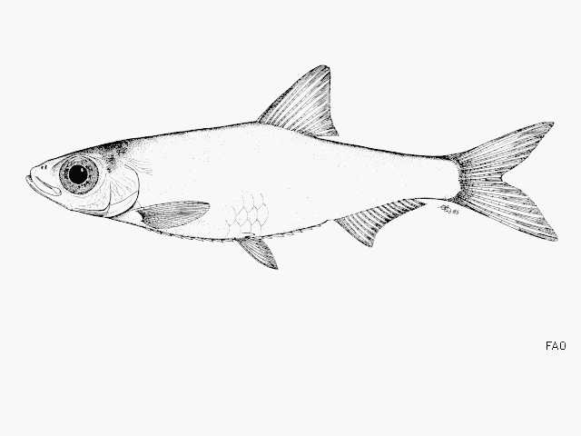 Nannothrissa stewarti