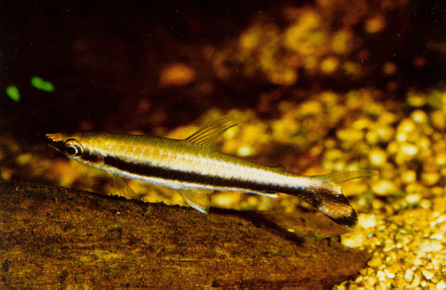 Nannostomus unifasciatus