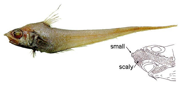 Nezumia aequalis