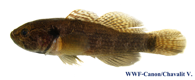 Neodontobutis aurarmus