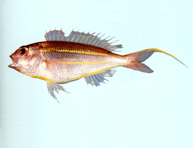 Nemipterus bathybius