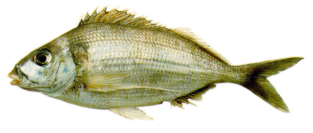 Nemadactylus bergi