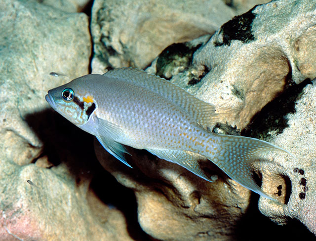 Neolamprologus brichardi