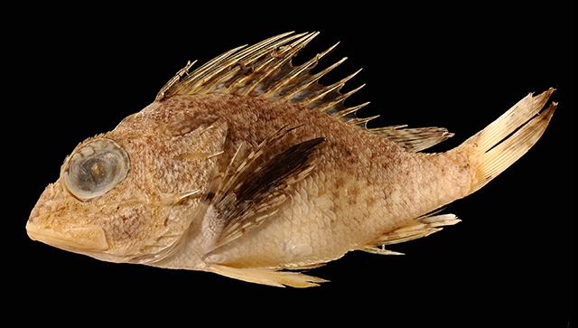 Neosebastes capricornis