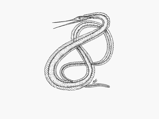 Nemichthys curvirostris