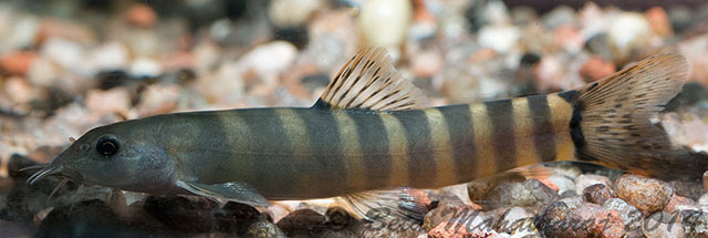 Schistura denisoni