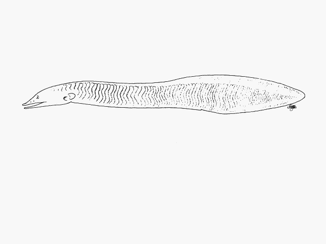 Neocyema erythrosoma