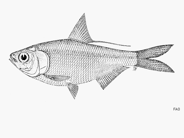 Nematalosa flyensis