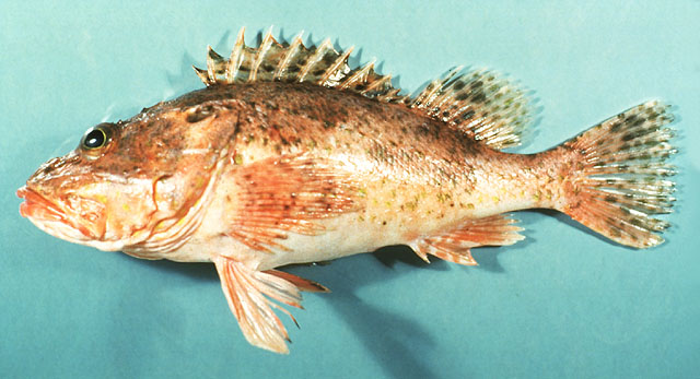 Neomerinthe hemingwayi