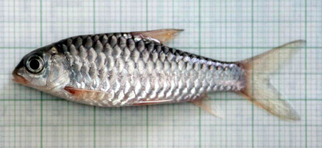 Neolissochilus hendersoni