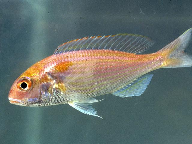 Nemipterus japonicus