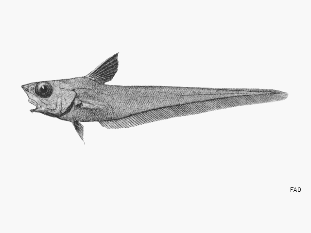 Nezumia latirostrata