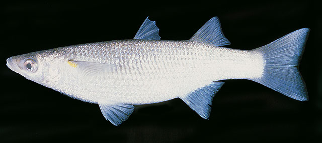 Neomyxus leuciscus
