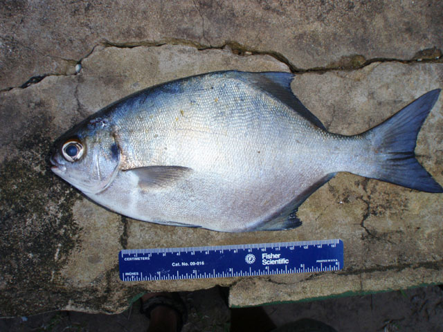 Neoscorpis lithophilus