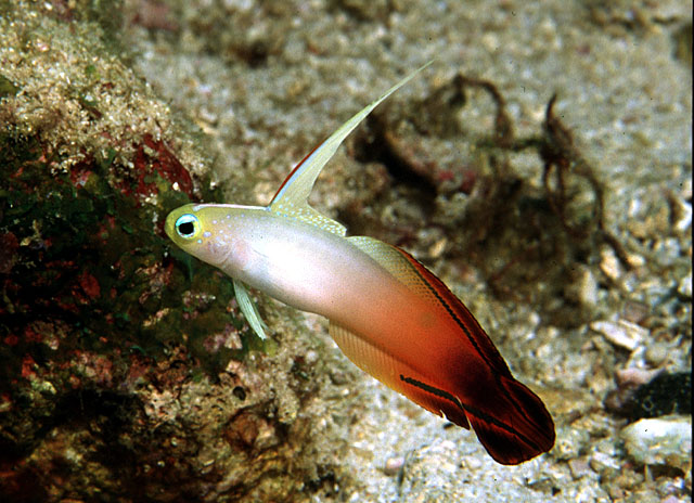 Nemateleotris magnifica