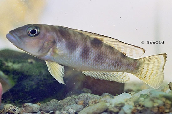 Lepidiolamprologus meeli
