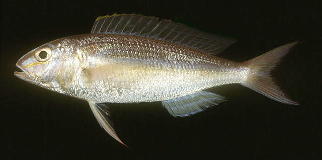 Nemipterus mesoprion