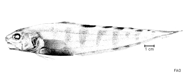 Neobythites multistriatus