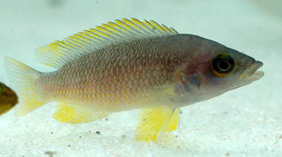 Neolamprologus mustax