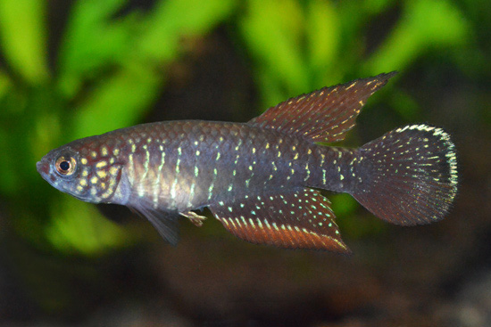 Nematolebias papilliferus