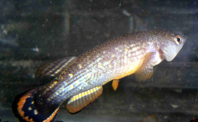 Neofundulus paraguayensis