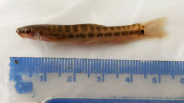 Nemacheilus pfeifferae