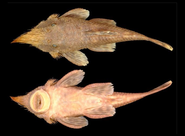Nepil_u1.jpg