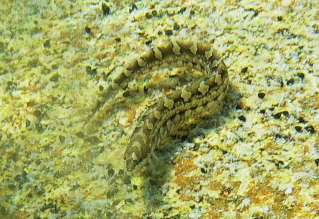 Neozoarces pulcher