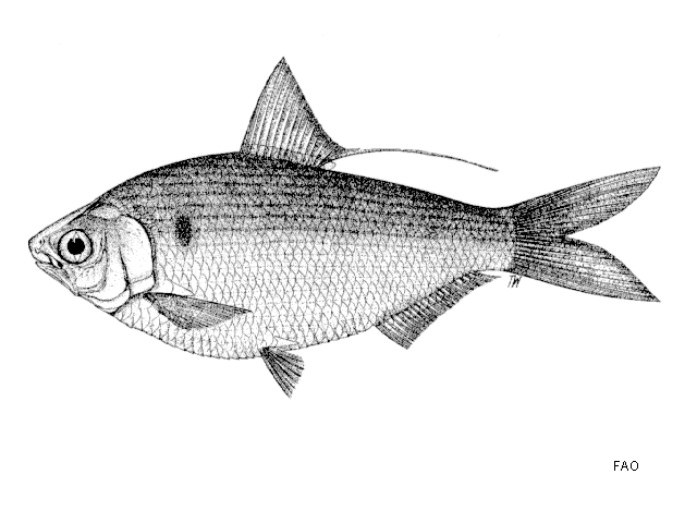Nematalosa resticularia