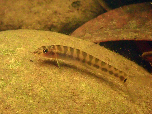 Nemacheilus saravacensis