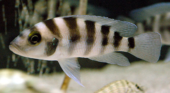 Neolamprologus sexfasciatus