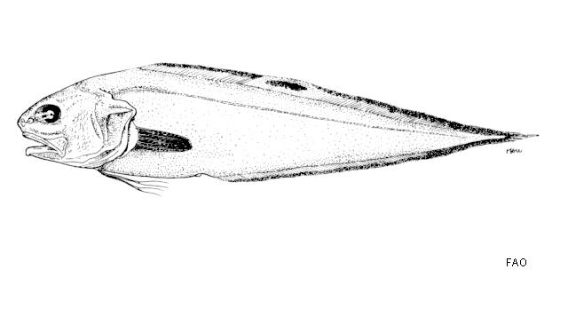 Neobythites stefanovi