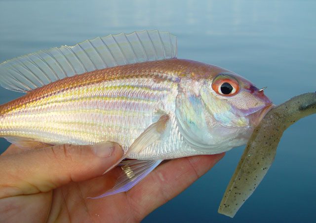Nemipterus theodorei