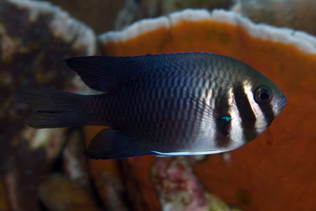 Neoglyphidodon thoracotaeniatus