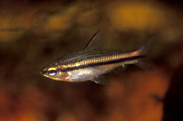 Neolebias unifasciatus