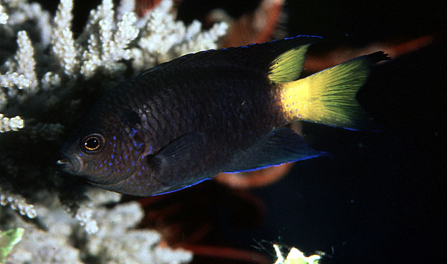 Neopomacentrus violascens